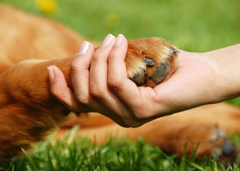 cosa fare se il cane ha dolore alle ossa