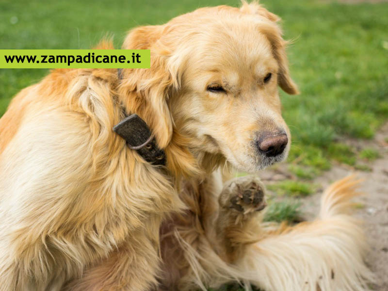 Antipulci naturale per il cane