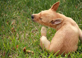 Le pulci nei cani: come curare e prevenire le pulci