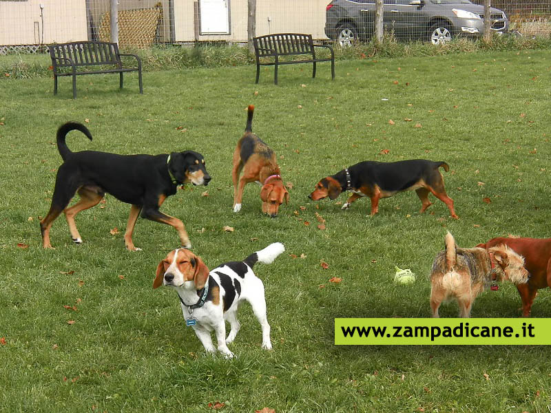 Chiusi: un'area di sgambamento cani gratuita