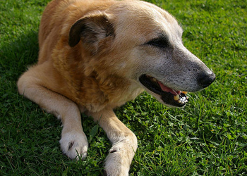 L'artrite nei cani: alleviare e migliorare la condizione del cane