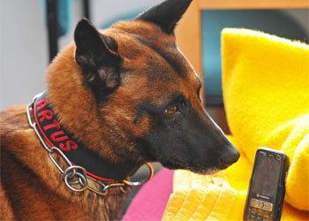 Arthur il primo cane che riesce a scovare i telefoni cellulari nelle carceri tedesche