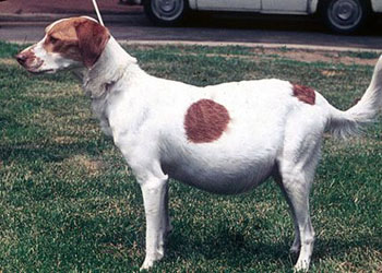 il cane ha un gonfiore allo stomaco, l'ascite