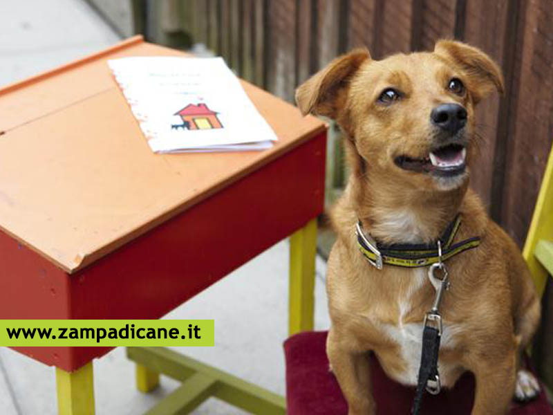 Lecco: arriva l'asilo per cani, gatti e altri animali domestici