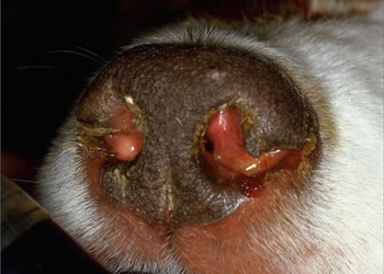 aspergillosi naso cane