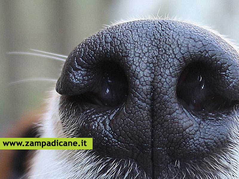 Aspergillosi nasale: un'infezione micotica del naso del cane