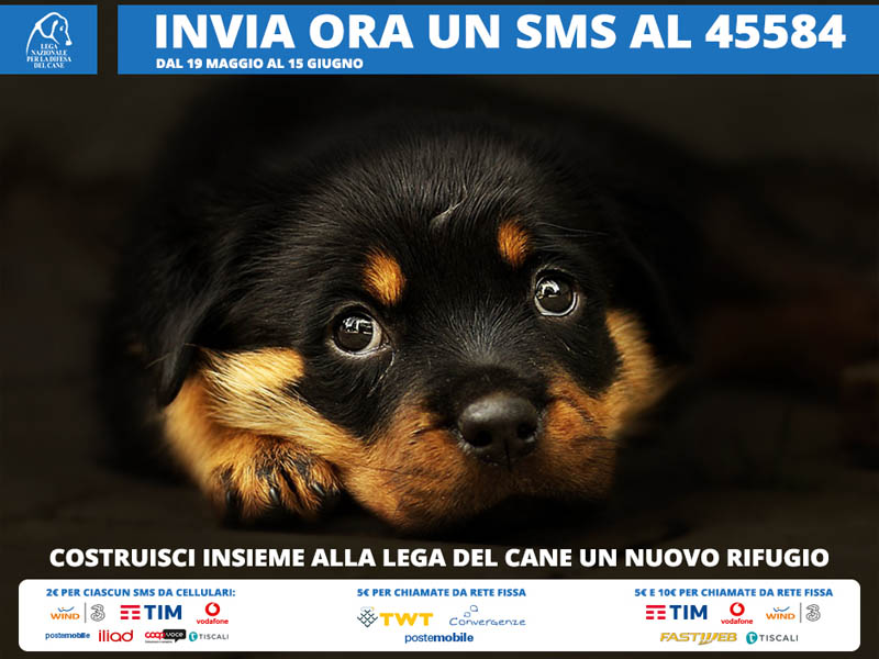 2 euro con sms per rifugio di cani DISABILI da MALTRATTAMENTO