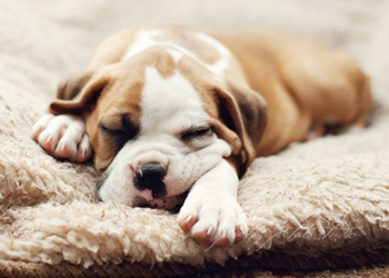 Lastenia del cane, quando il nostro amico  debole