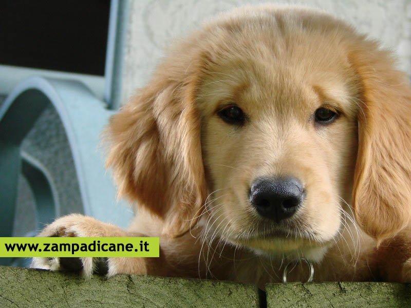 Avvelenamento da arsenico nel cane, sintomi e cure appropriate