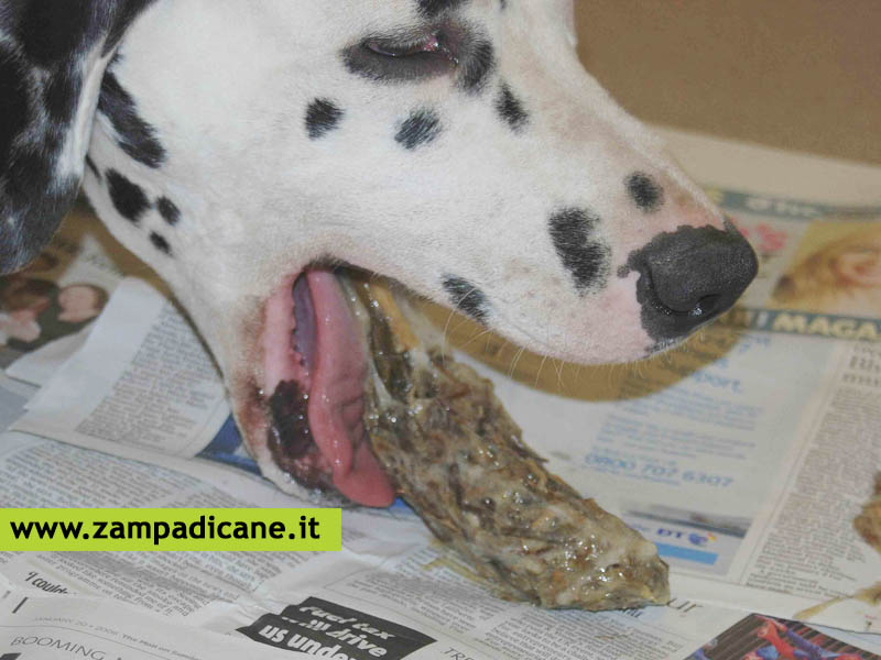 Avvelenamento del cane:  quali sono i veleni e cosa fare in caso di avvelenamento nei cani