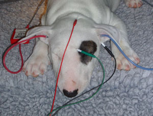 Baer Test: test di sordità per il cane