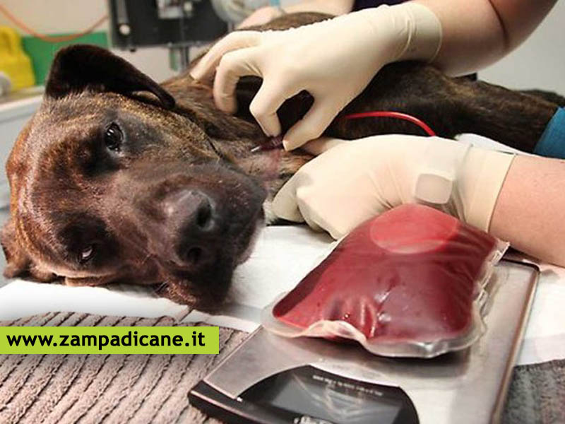 Anche il cane può essere un donatore di sangue