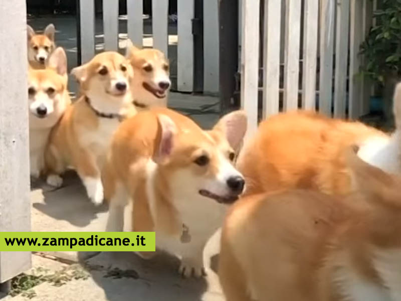 Un bar dove i cani Corgi accolgono i clienti