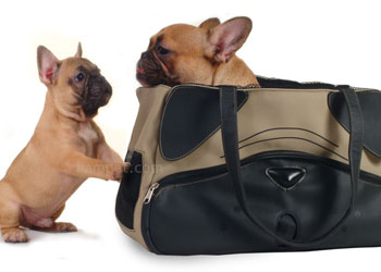 Accessori per cani: una borsa con le sembianze del vostro amico