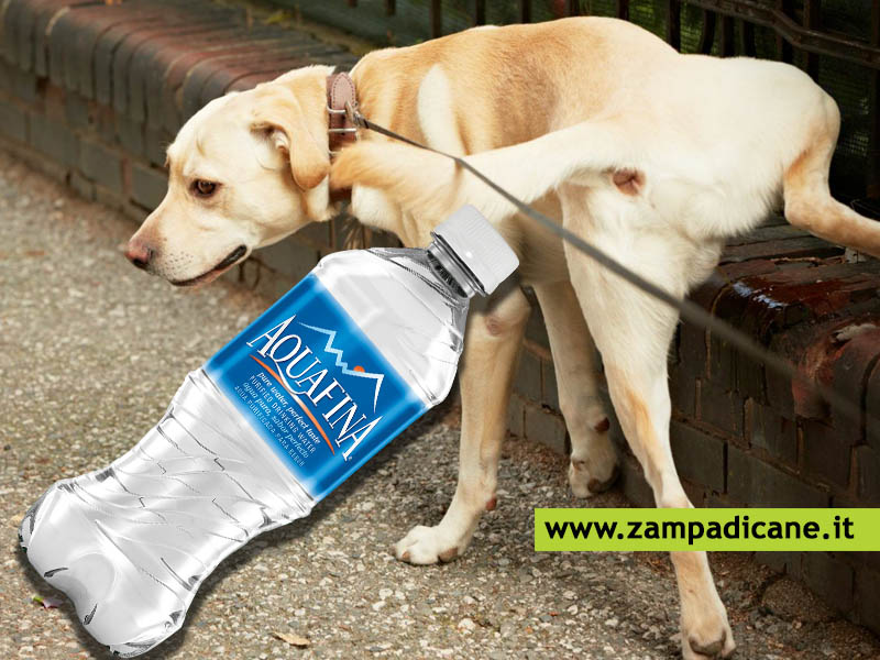Per passeggiare con il cane ti devi portare una bottiglia di acqua