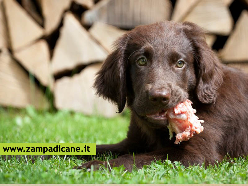 Il Botulismo dei cani: osservare sempre il proprio cane per prevenire la malattia
