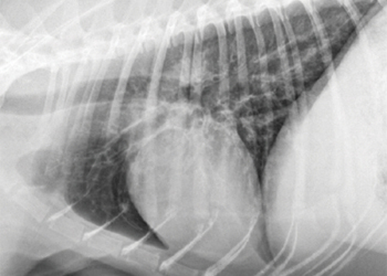 Bronchite cronica nel cane, quali sono i sintomi e come si cura