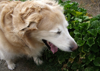La broncopneumopatia del cane, quali sono i sintomi e come si cura