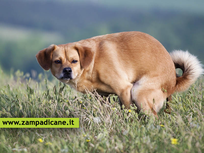 Cosa fare se il cane fa la cacca nera?