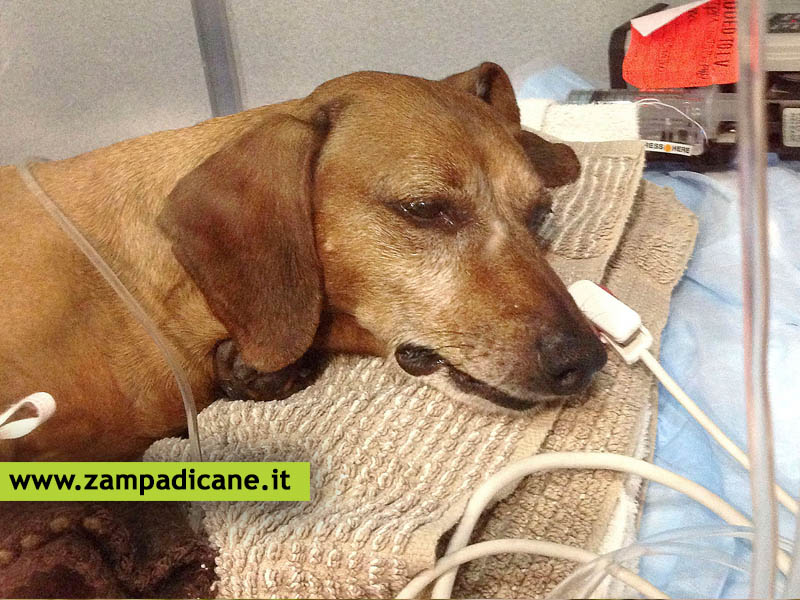 Avvelenamento del cane, cosa fare