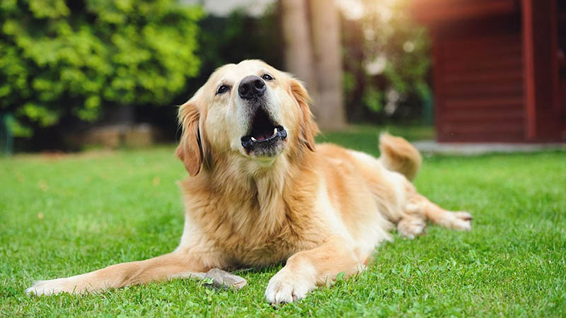 se il cane abbaia con toni bassi