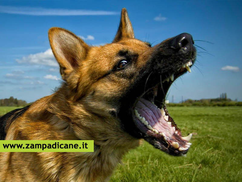 Norme e leggi: se il cane del vicino abbaia troppo cosa si pu fare? Articolo 659 C.P.