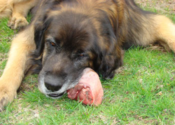 quanta carne può mangiare al giorno un cane