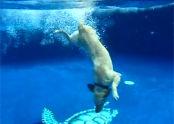 Un bellissimo cane che nuota sott'acqua
