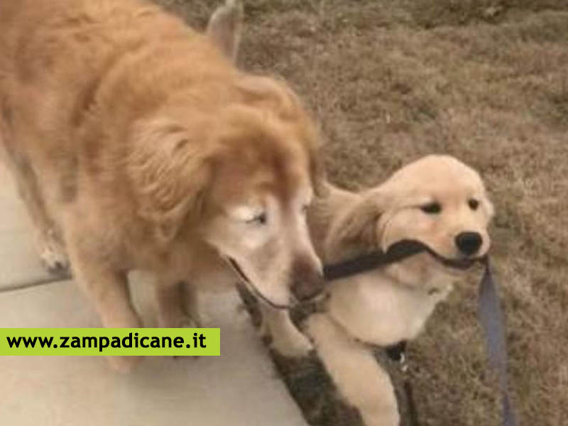 Lui  Charlie, un cane cieco con il suo cane guida