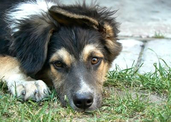 La colibacillosi del cane, una malattia causata dallEscherichia coli