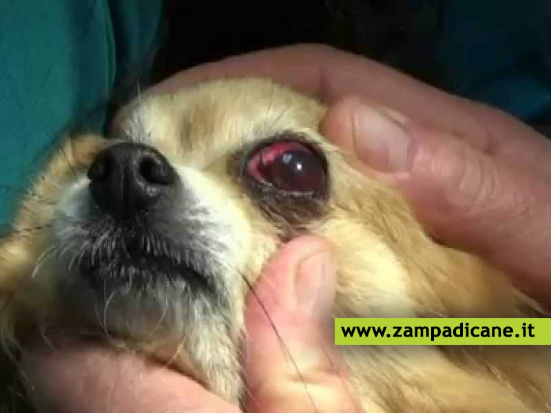 Occhi rossi del cane, quali sono le cause e le possibili cure?