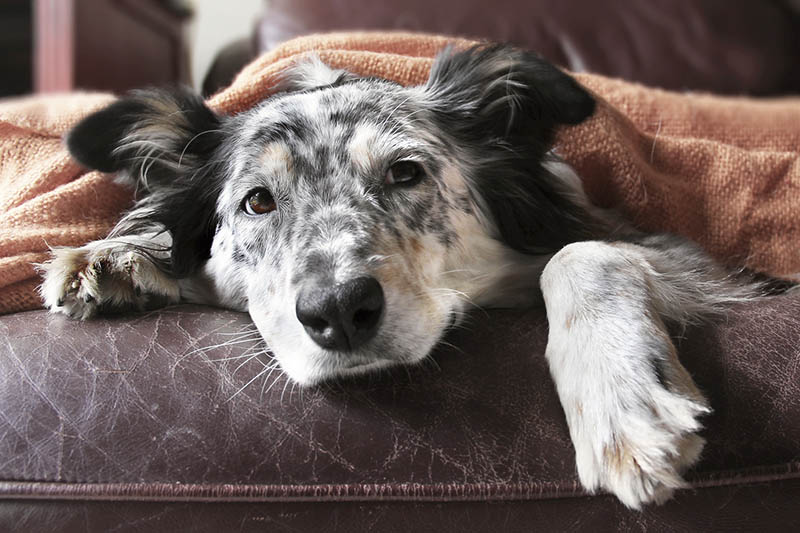 il cane soffre di insufficienza cardiaca