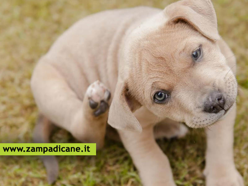 Le pulci del cane possono portare numerose malattie