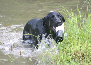 Il cane da riporto