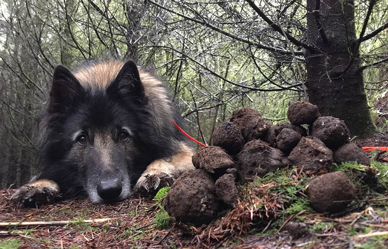 cani da tartufo hanno un olfatto molto sviluppato