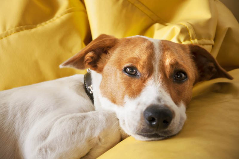 il cane è depresso