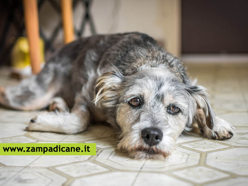 Il cane ha la depressione: come curarla e come riconoscere questa malattia
