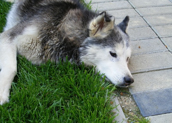 L'epilessia dei cani: come si sviluppa e come ridurre il dosaggio dei farmaci