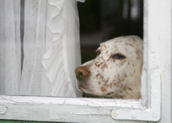 Lasciare il cane da solo a casa: insegnargli a stare bene