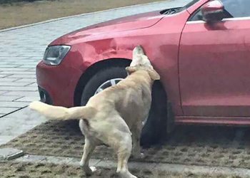 Il cane viene preso a calci e lui gli rovina la macchina