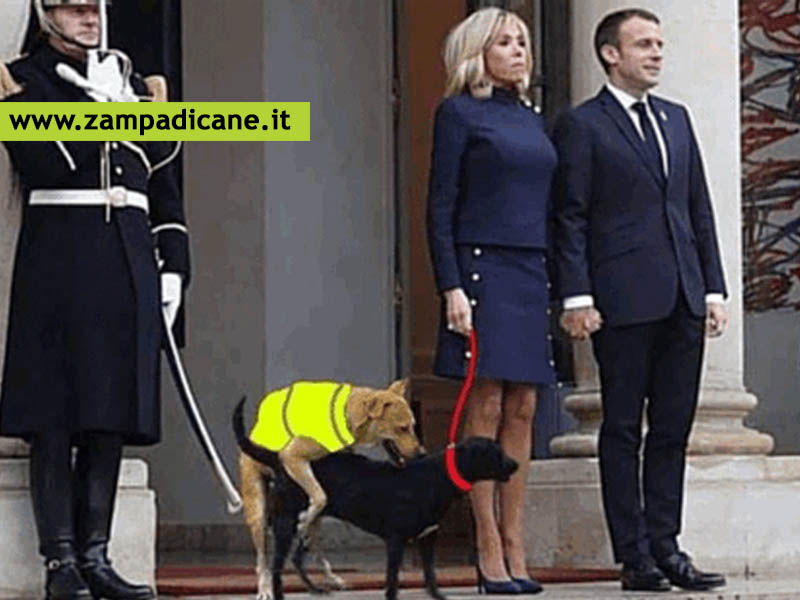 Nemo, il cane di Macron e Brigitte fa sesso durante un evento pubblico