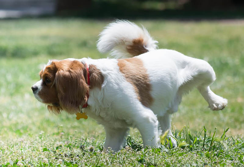 perché il cane marca il territorio