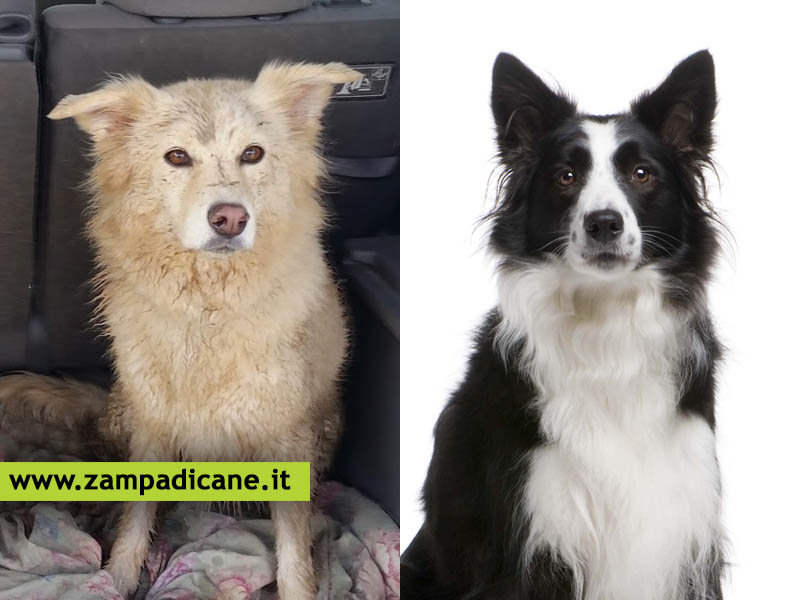 I cani meticci sono pi sani dei cani di razza?