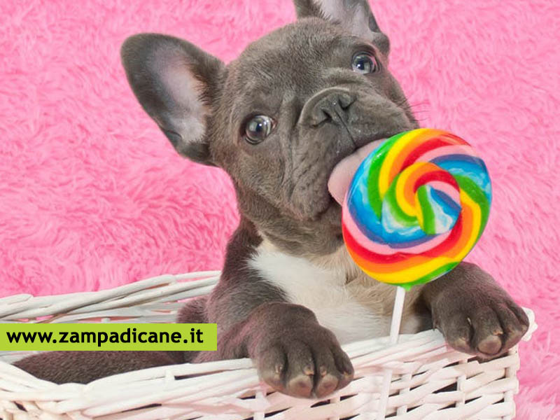 Il cane pu mangiare dolci?