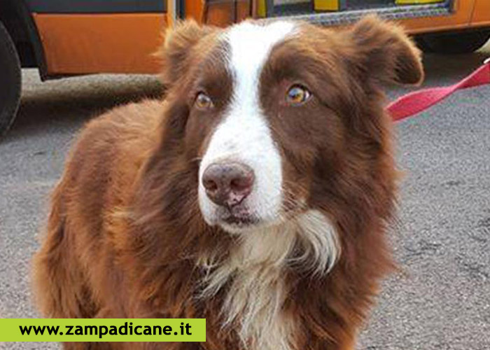 Il cane che ama le sue pecore