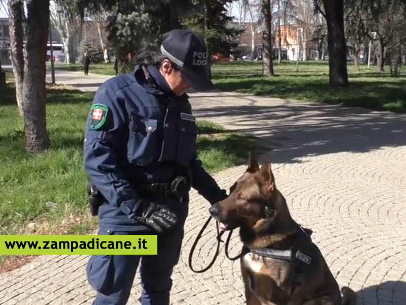 Piemonte: l'unica istruttrice di Cani Antidroga Polizia Municipale, formata dalla P. Penitenziaria