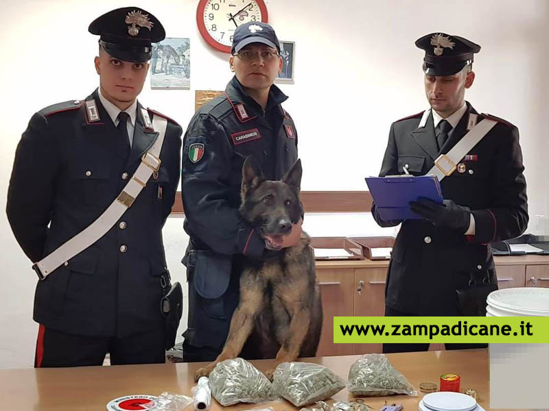 Il cane poliziotto Ron scova un armadio pieno di marijuana