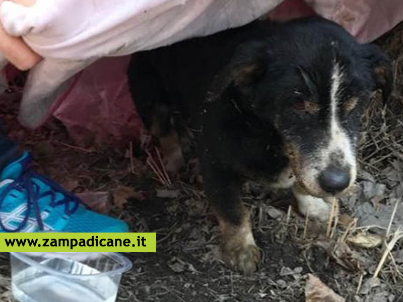 Il cane risorto dalla sua tomba