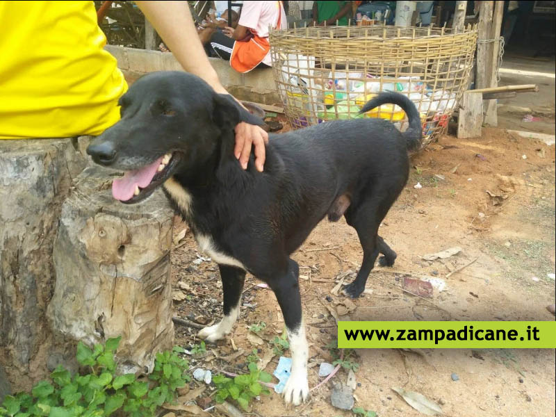 Un cane disabile salva un bambino sepolto vivo