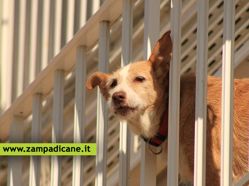 Secondo la legge, quando viene considerato abbandono del cane? Articolo 727 del Codice Penale